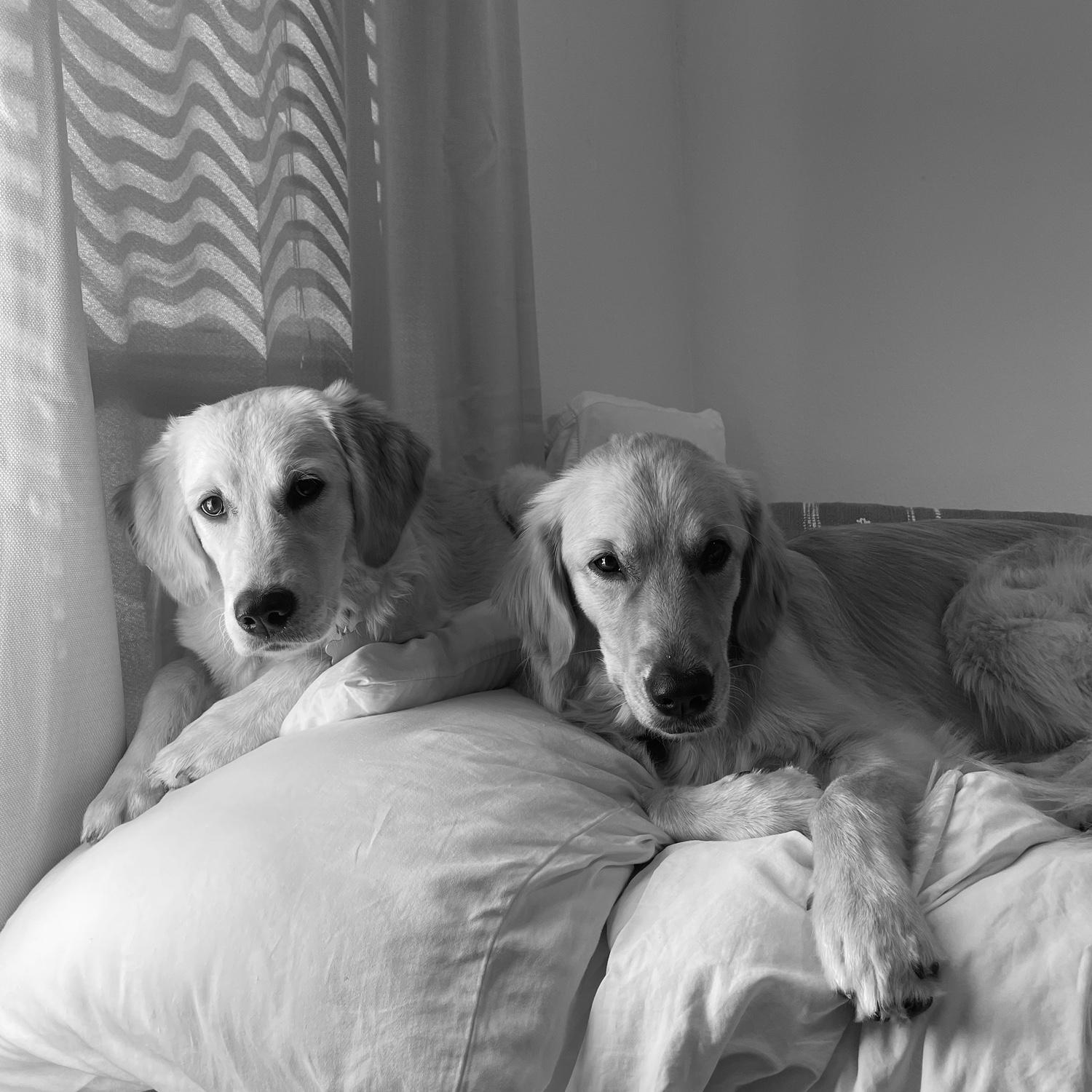 Ivy (left) & Olive (right)