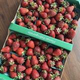 Spooner Farms in Puyallup
