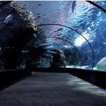 Newport Aquarium