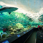 Ripley's Aquarium of Canada
