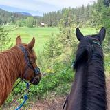 Wild At Heart Horse Rides