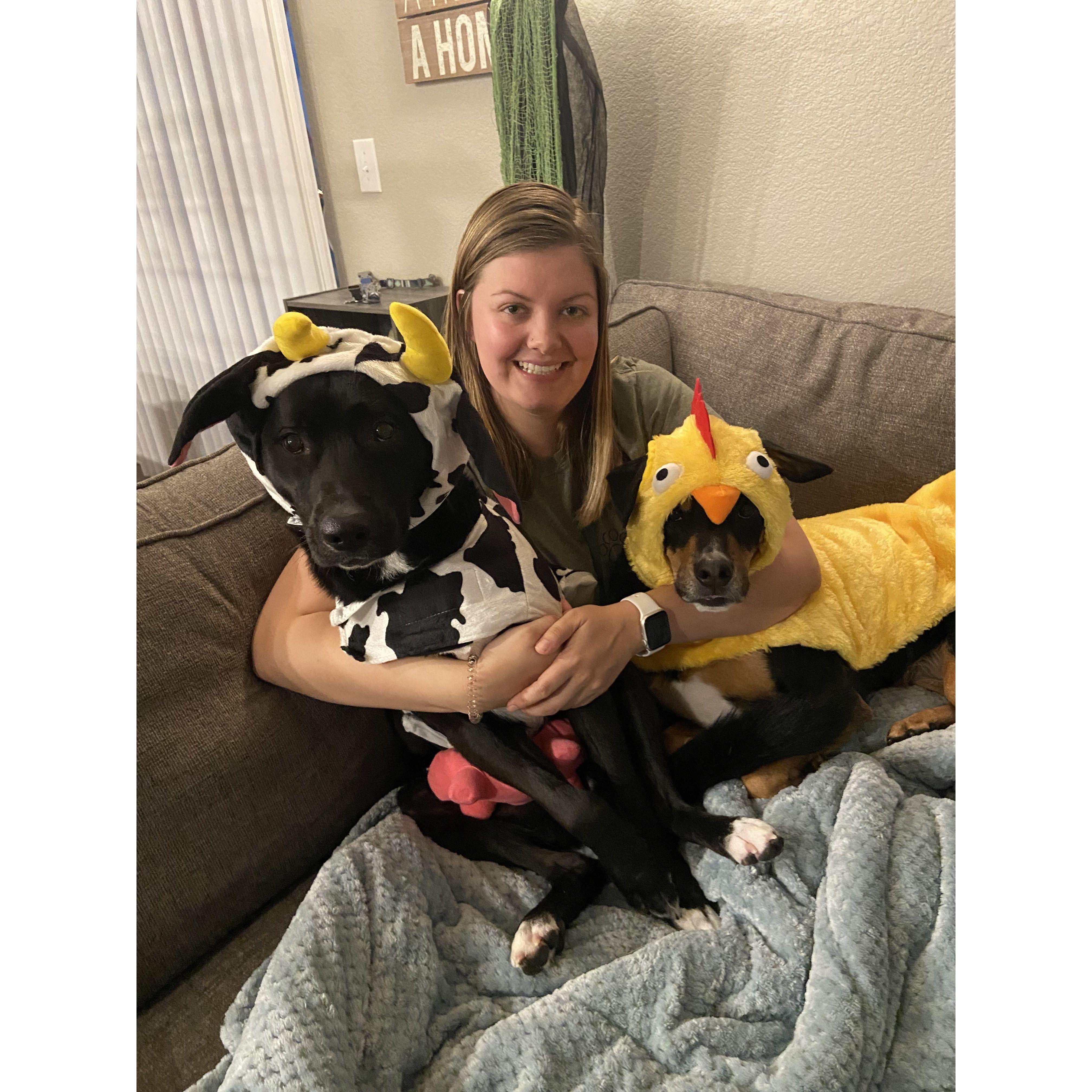 The dogs dressed as a cow and chicken for Halloween