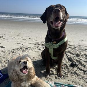 Treats & Tail Wags