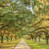 Boone Hall Plantation & Gardens