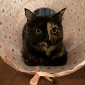 Karma needs a Cat Sibling