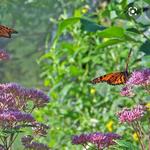 Butterfly Wonderland