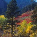 Flagstaff Mountain Joy Ride