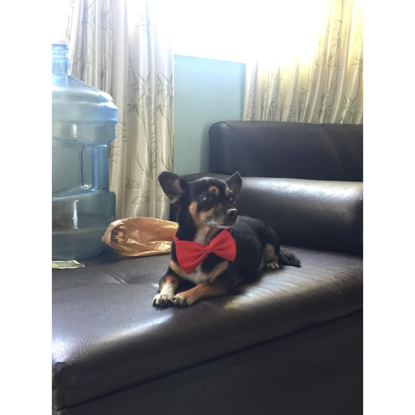 In Loving Memory of Lucky