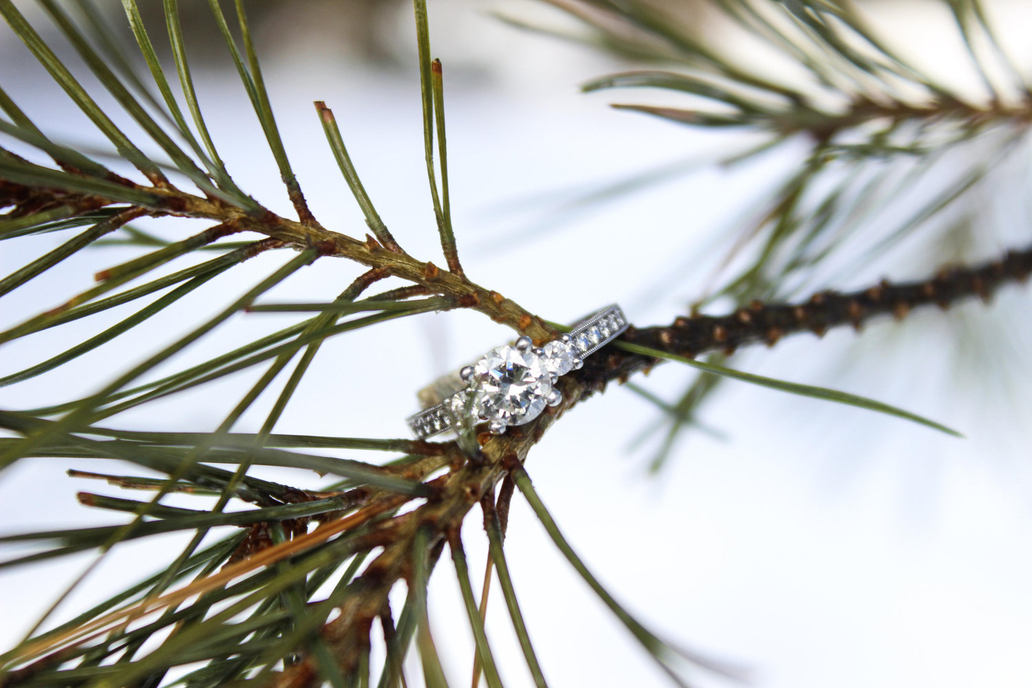 The Wedding Website of Libby Catania and Leif Catania