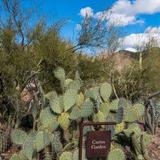 Arizona-Sonora Desert Museum