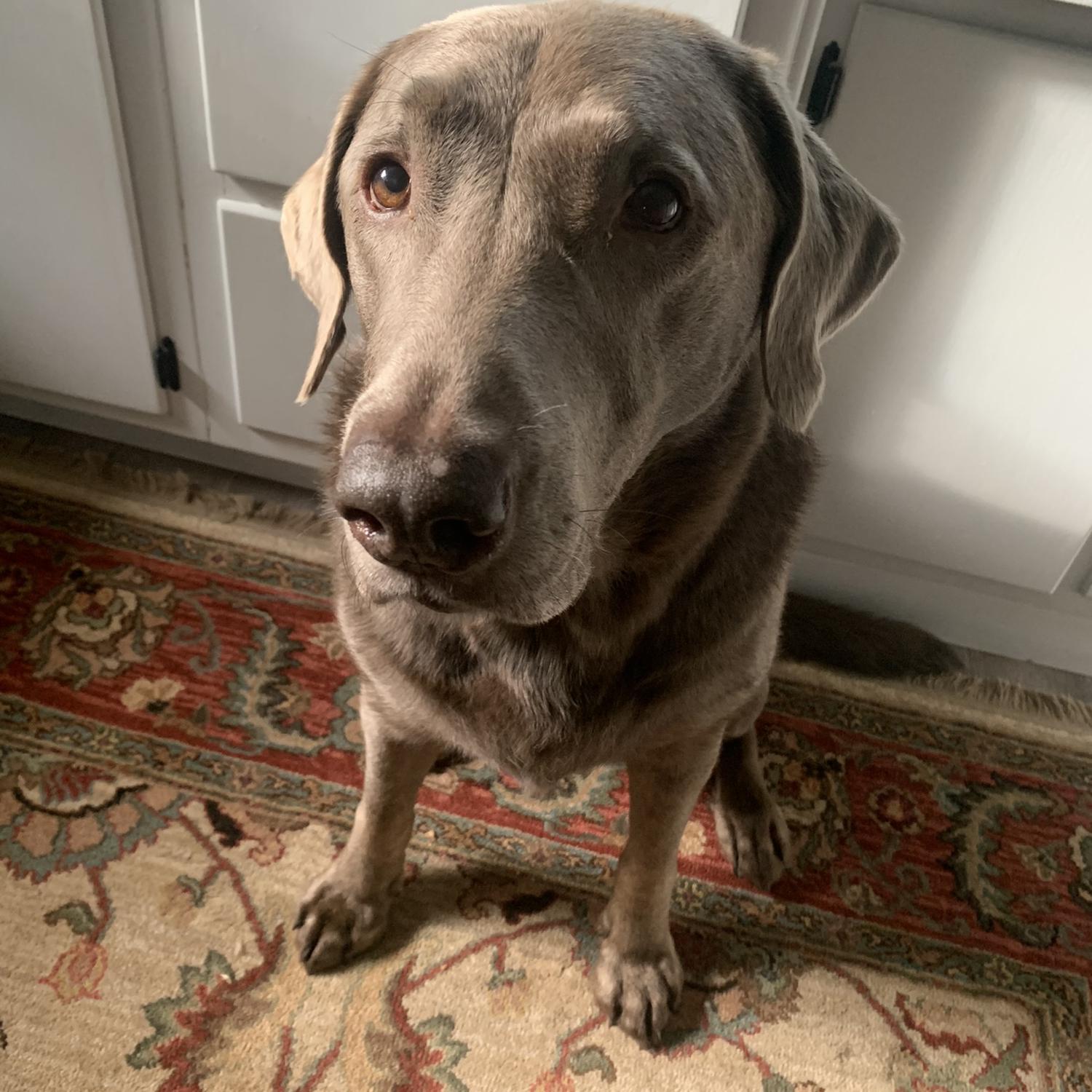 Our best girl Luna!