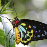 The Key West Butterfly and Nature Conservatory
