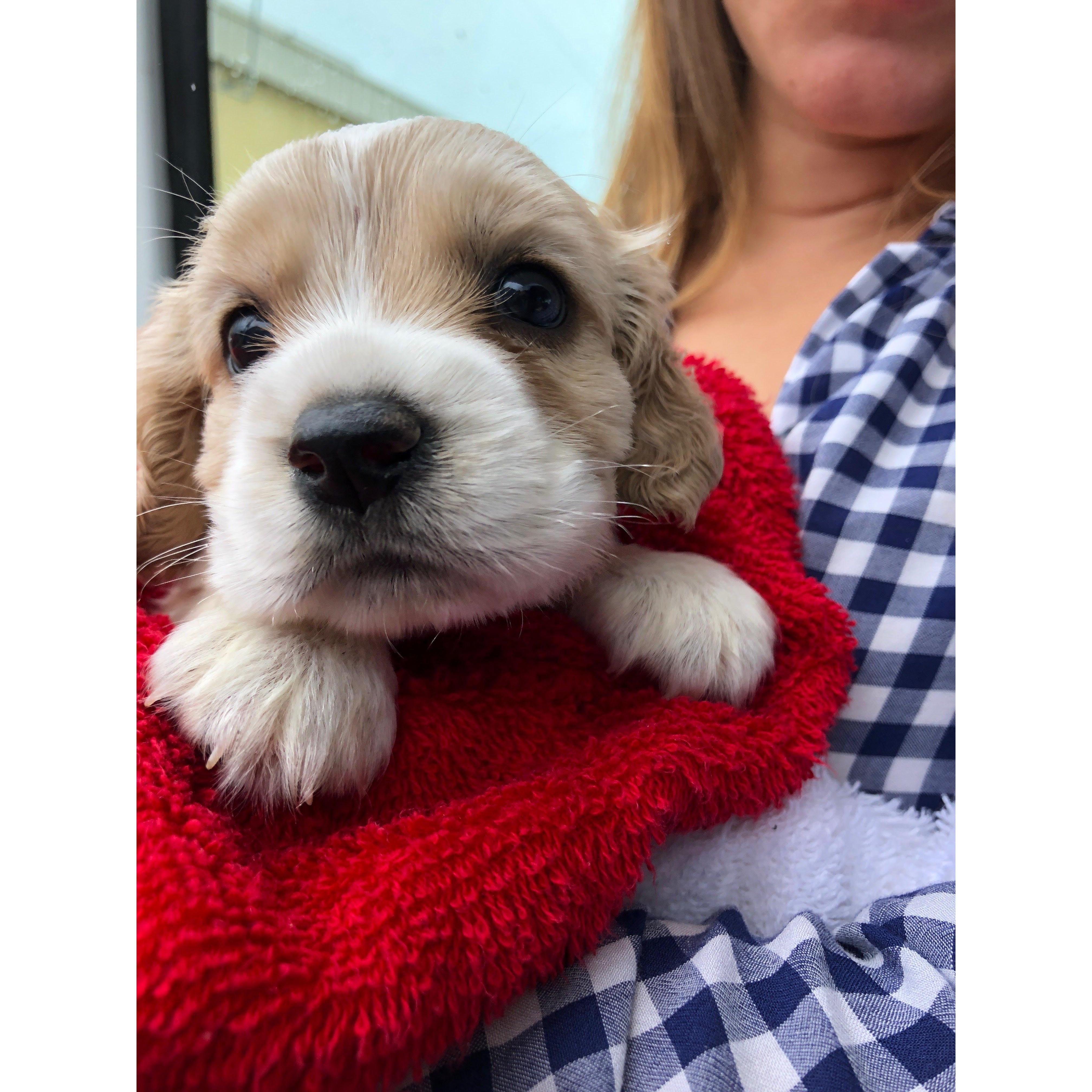 February 2018, adoption of our fur-baby Simona.