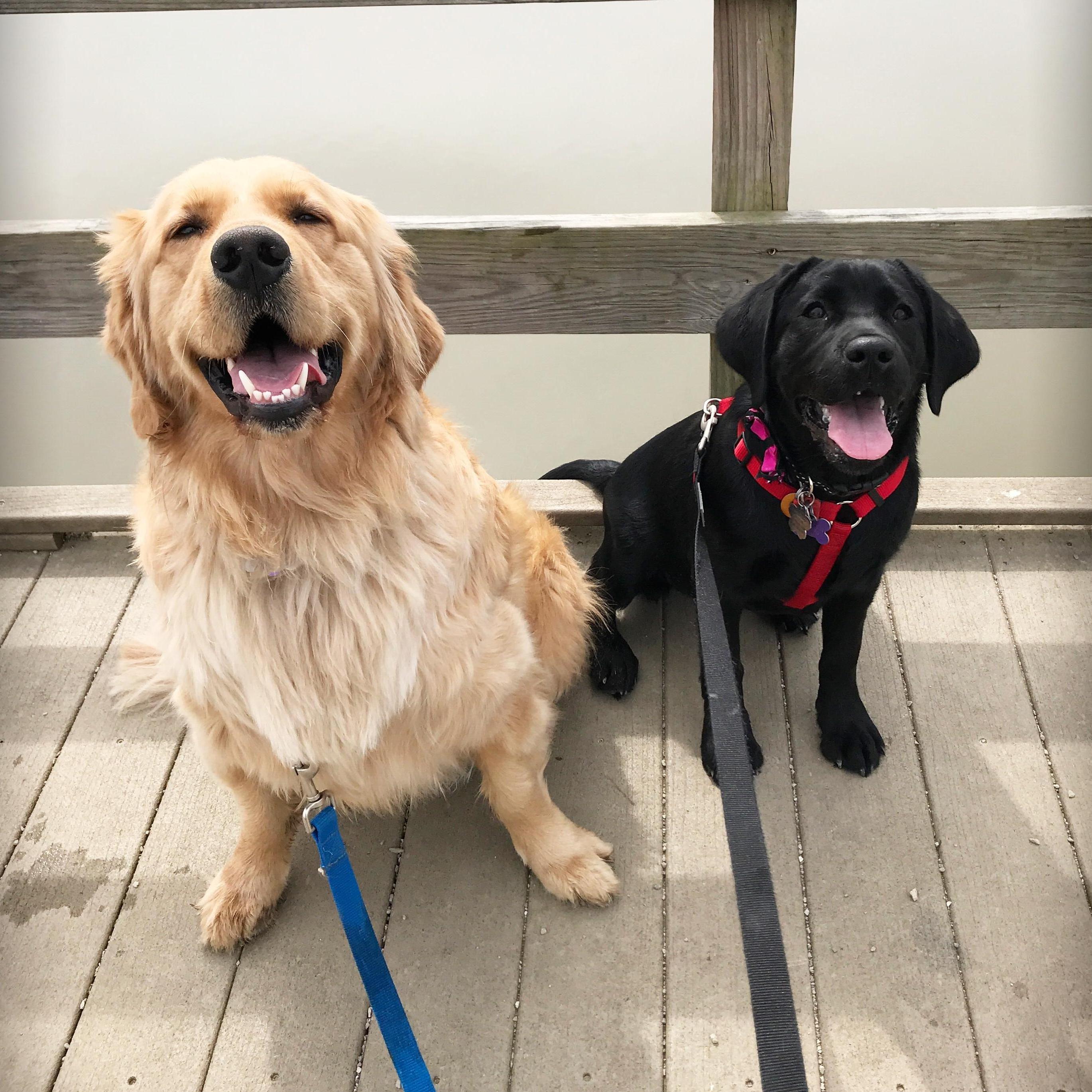 Our furbabies.