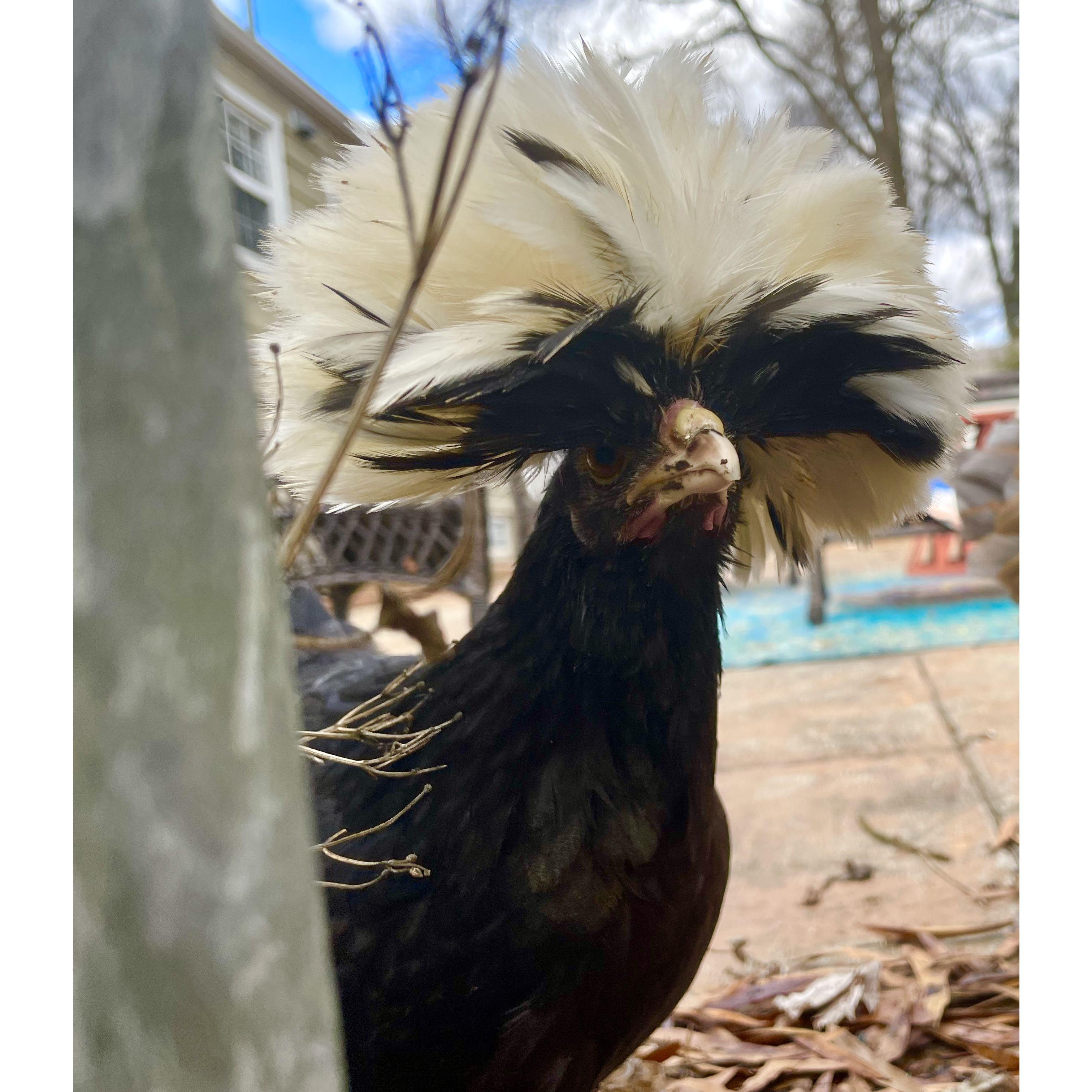 Rihanna lives up to her feisty name. She’s not only sassy but very smart. Her crown of feathers is better than any umbrella...ella, ella.