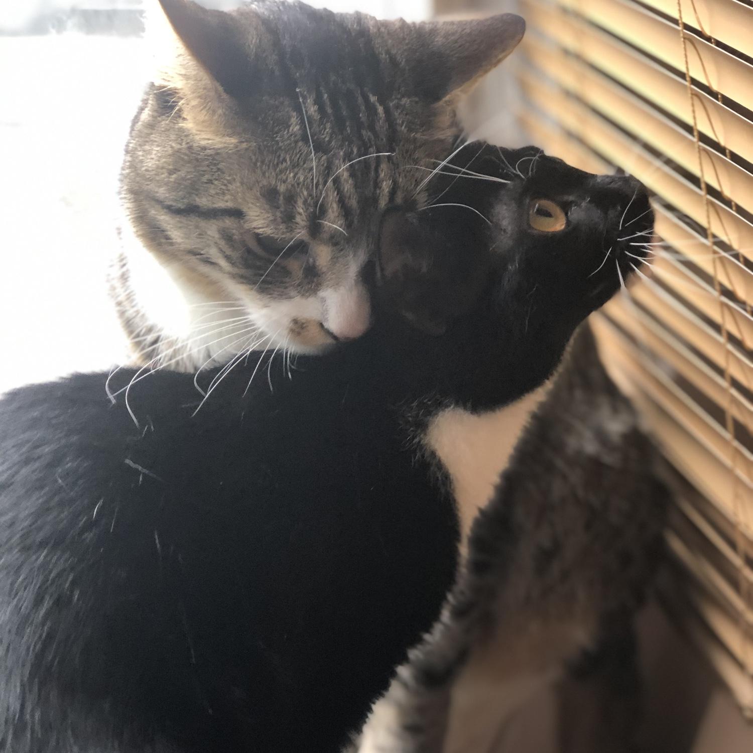 Our fur babies. Jeter & Baby!