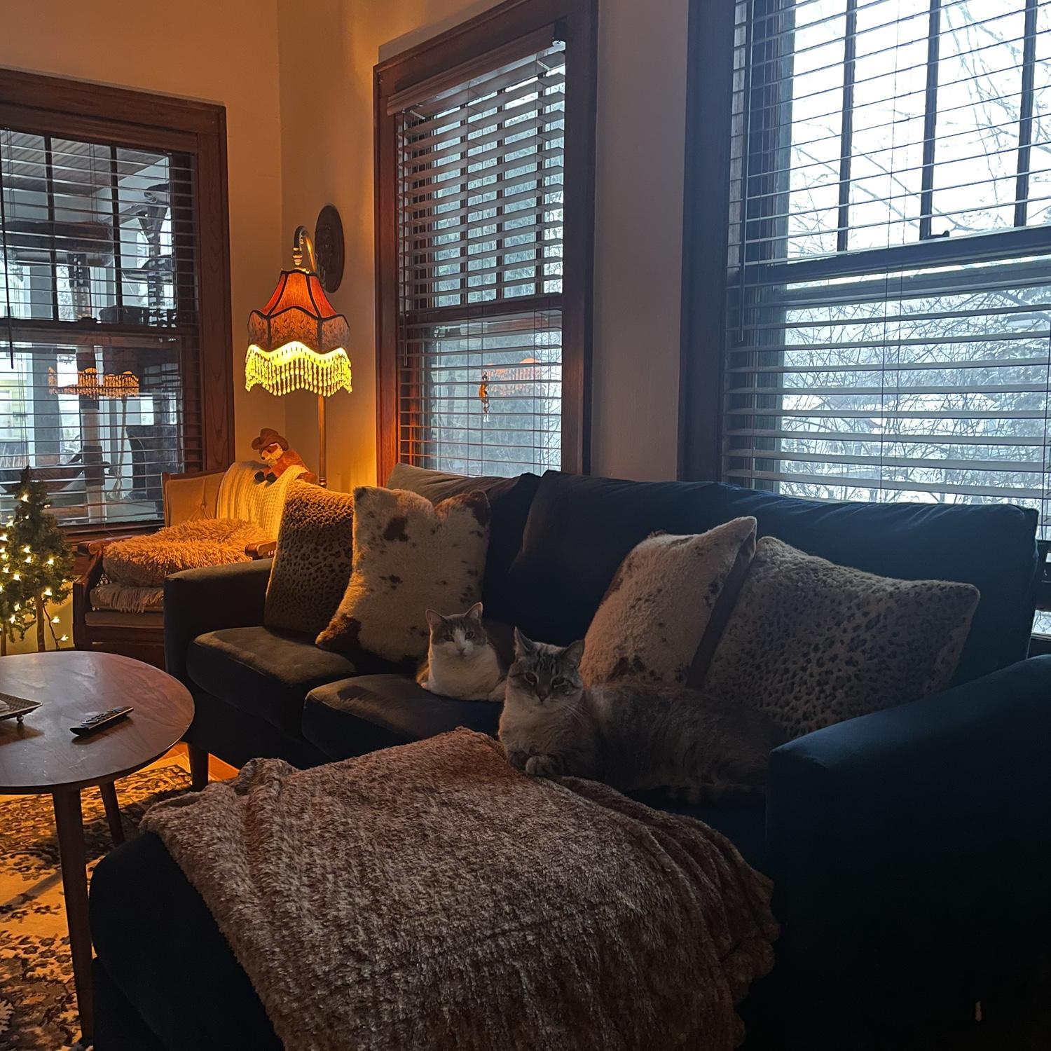 Casper and Cassie staying cozy inside.