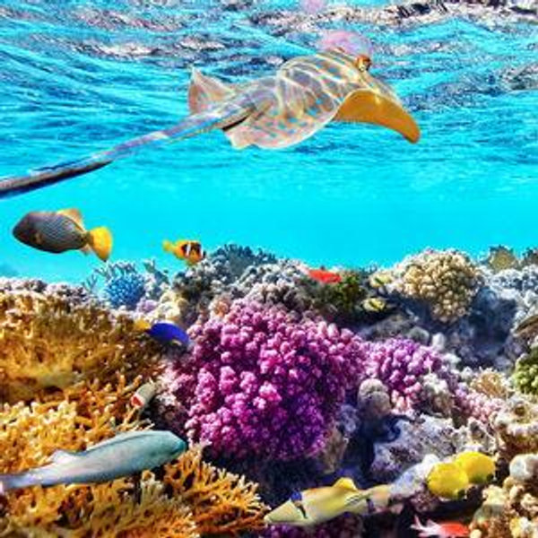 Snorkeling For Two (Venmo)