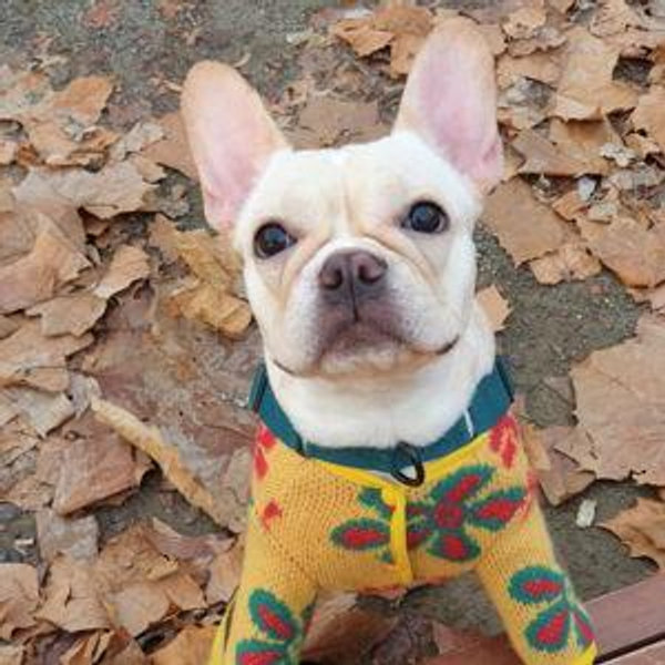 Ginger's Pet Rescue