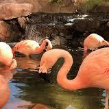 Flamingo Wildlife Habitat