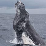 Costa Rica Dive and Surf