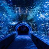 Newport Aquarium