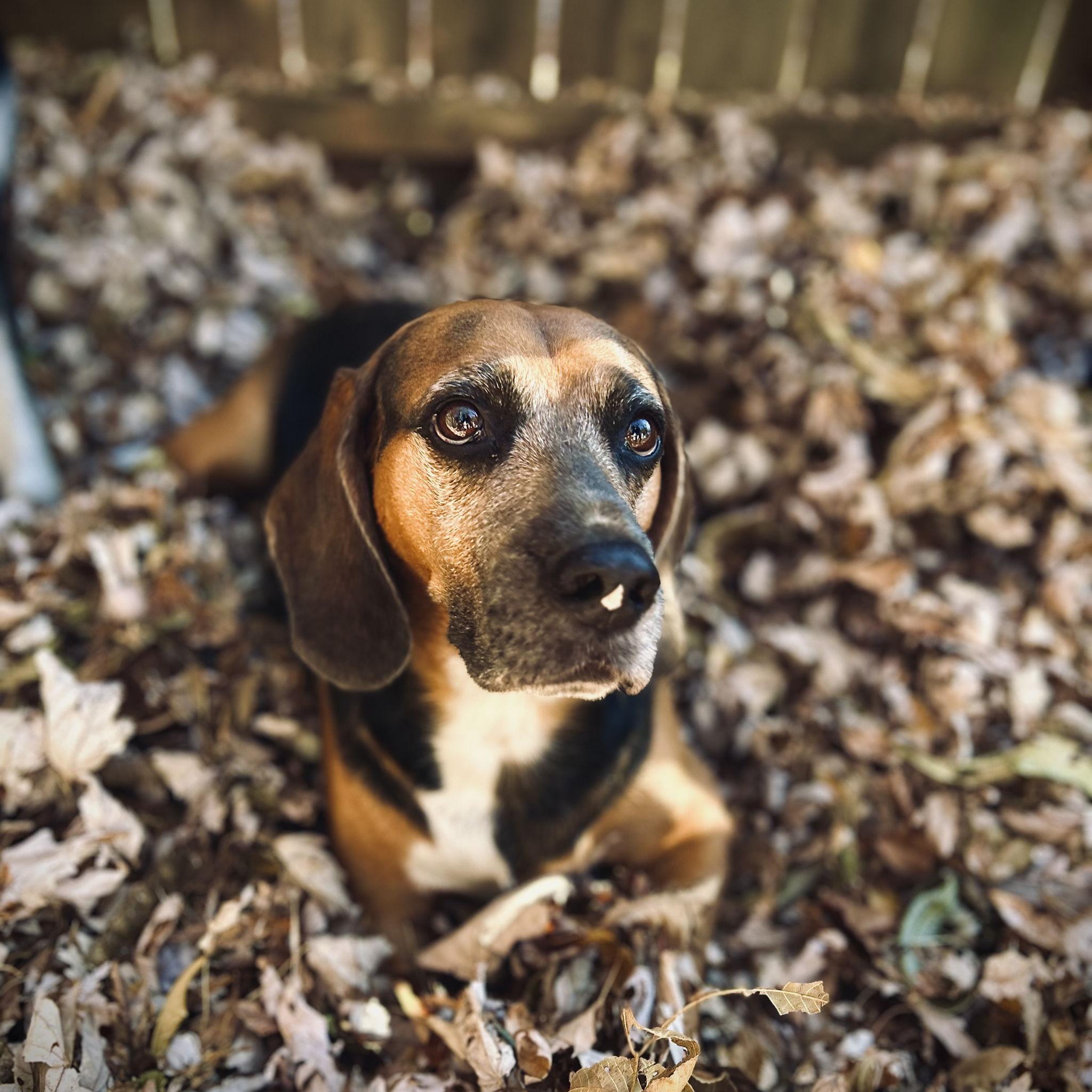 Max Bean Hayden
