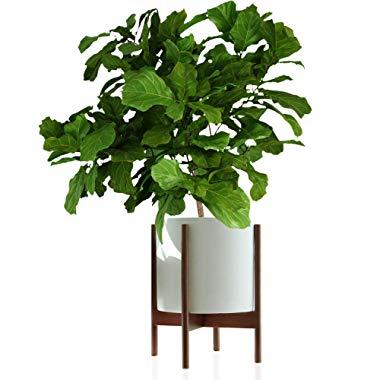 Fox & Fern Mid-Century Modern Plant Stand - Acacia - EXCLUDING 12" White Ceramic Plant Pot
