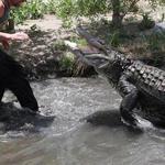 Colorado Gators Reptile Park