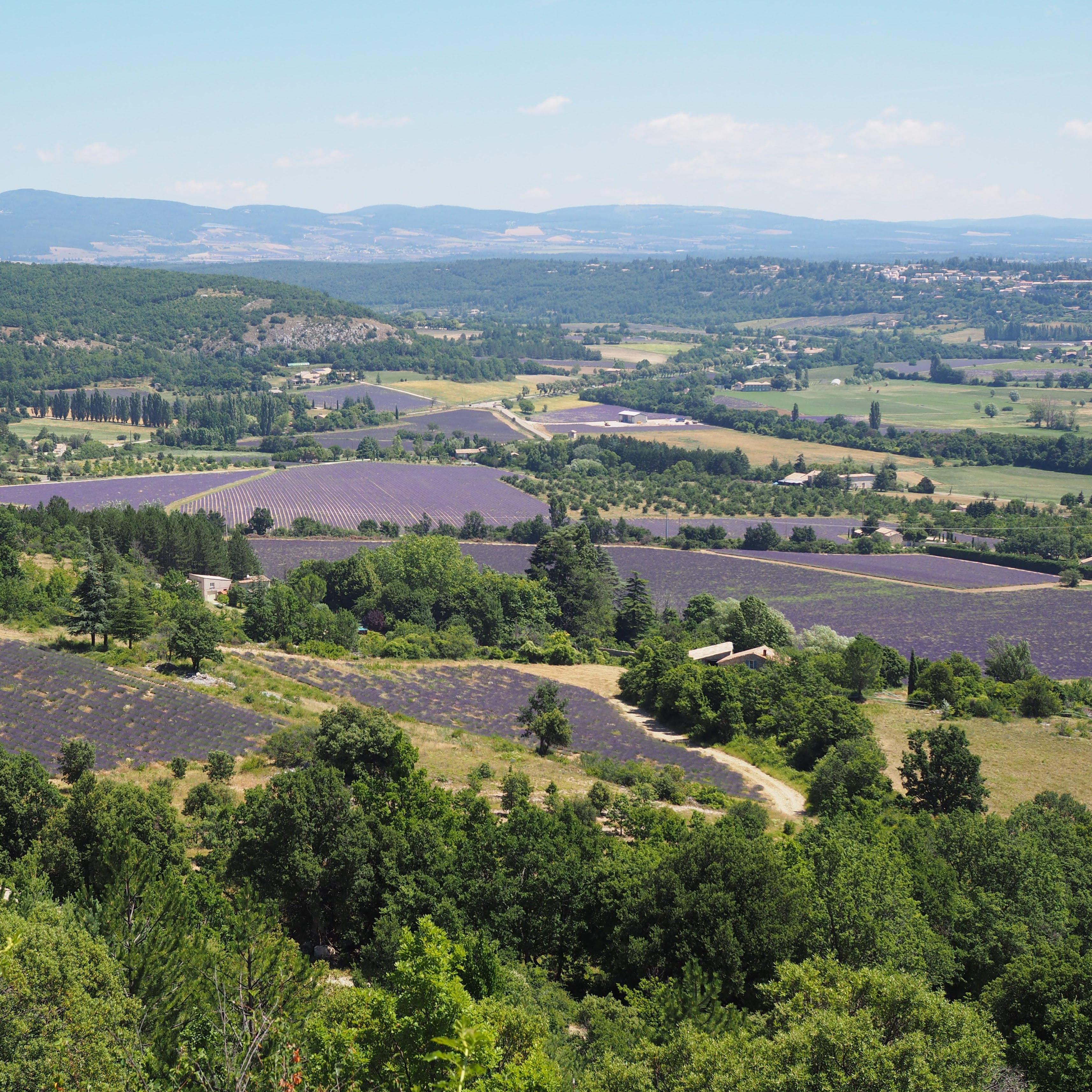 Lavender fields near the town of Sault