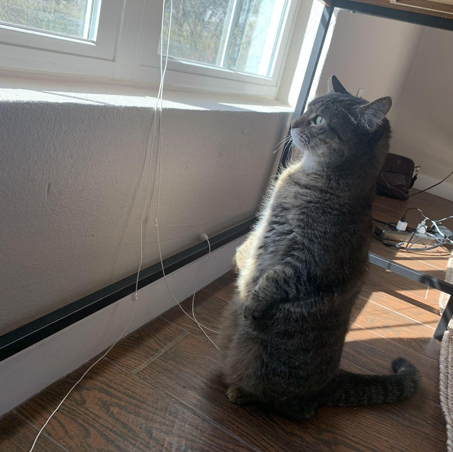 One of the first photos of Stella, our precious and goofy kitty!