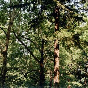 Annual Northwest Forest Pass (Oregon & Washington))