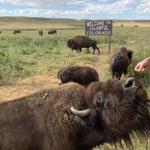 Terry Bison Ranch Resort