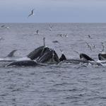Kenai Fjords Boat Cruise - Seward, AK