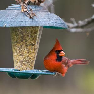 Bird seed