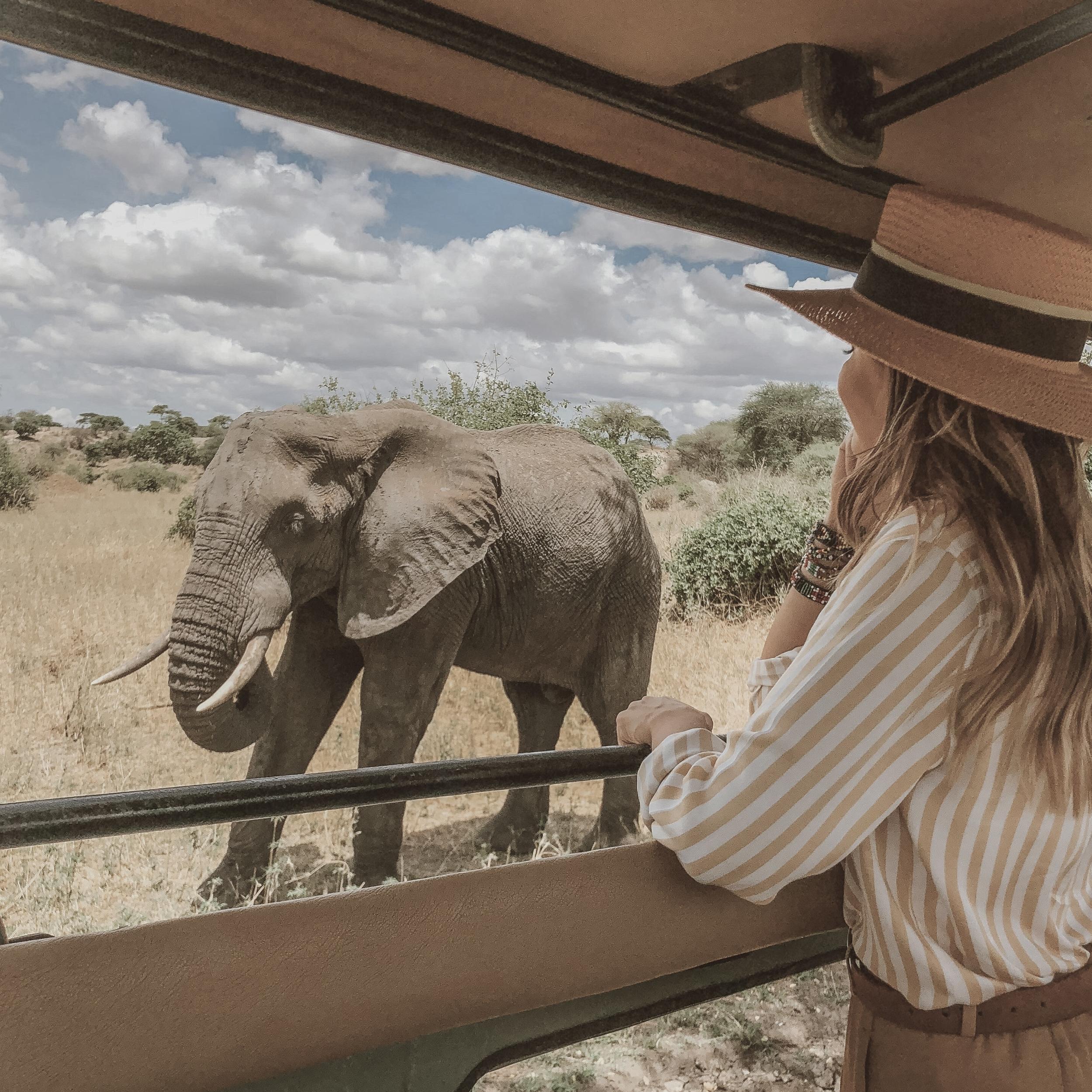 Safari in South Africa for Honeymoon