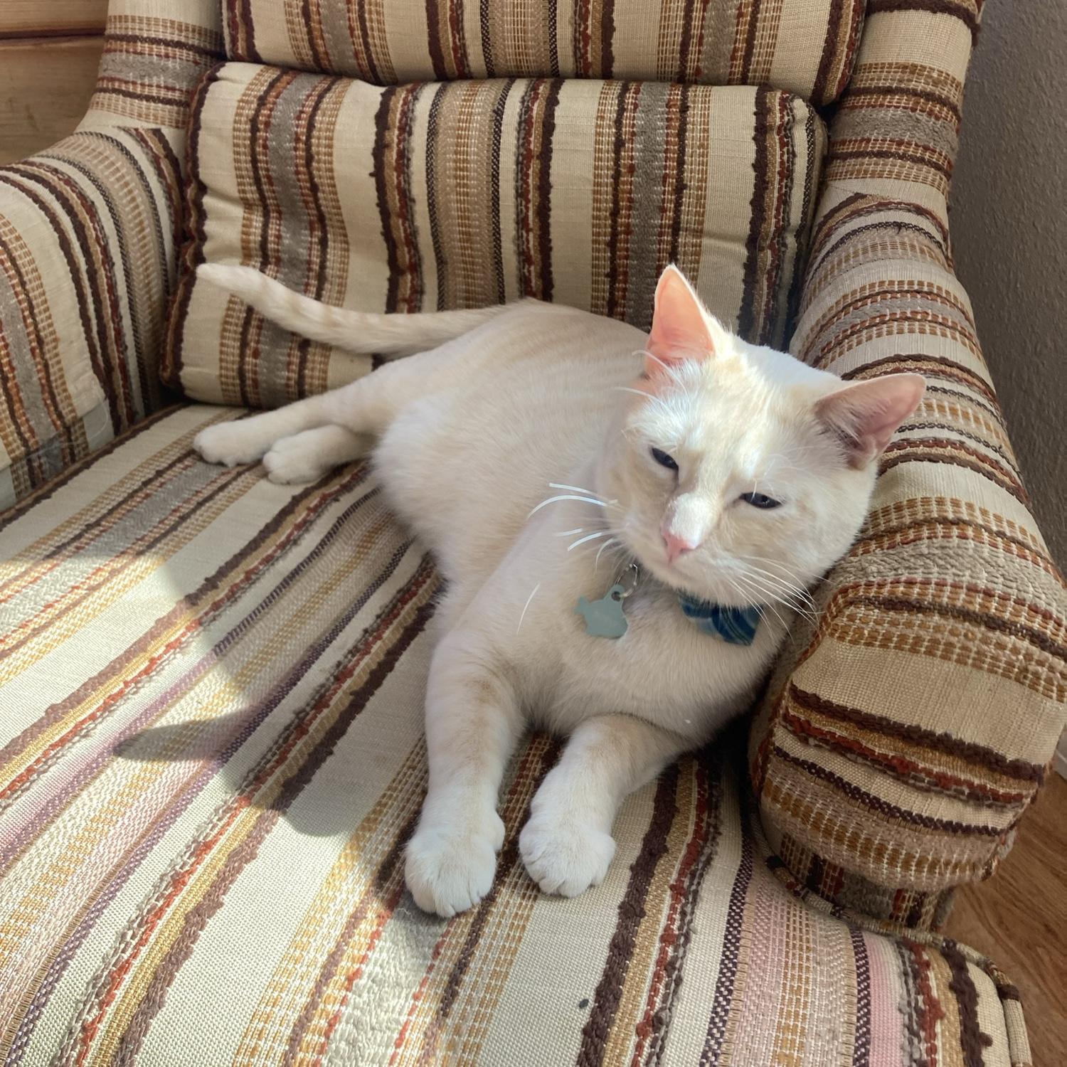 Our (now 3-legged) kitty, Henry