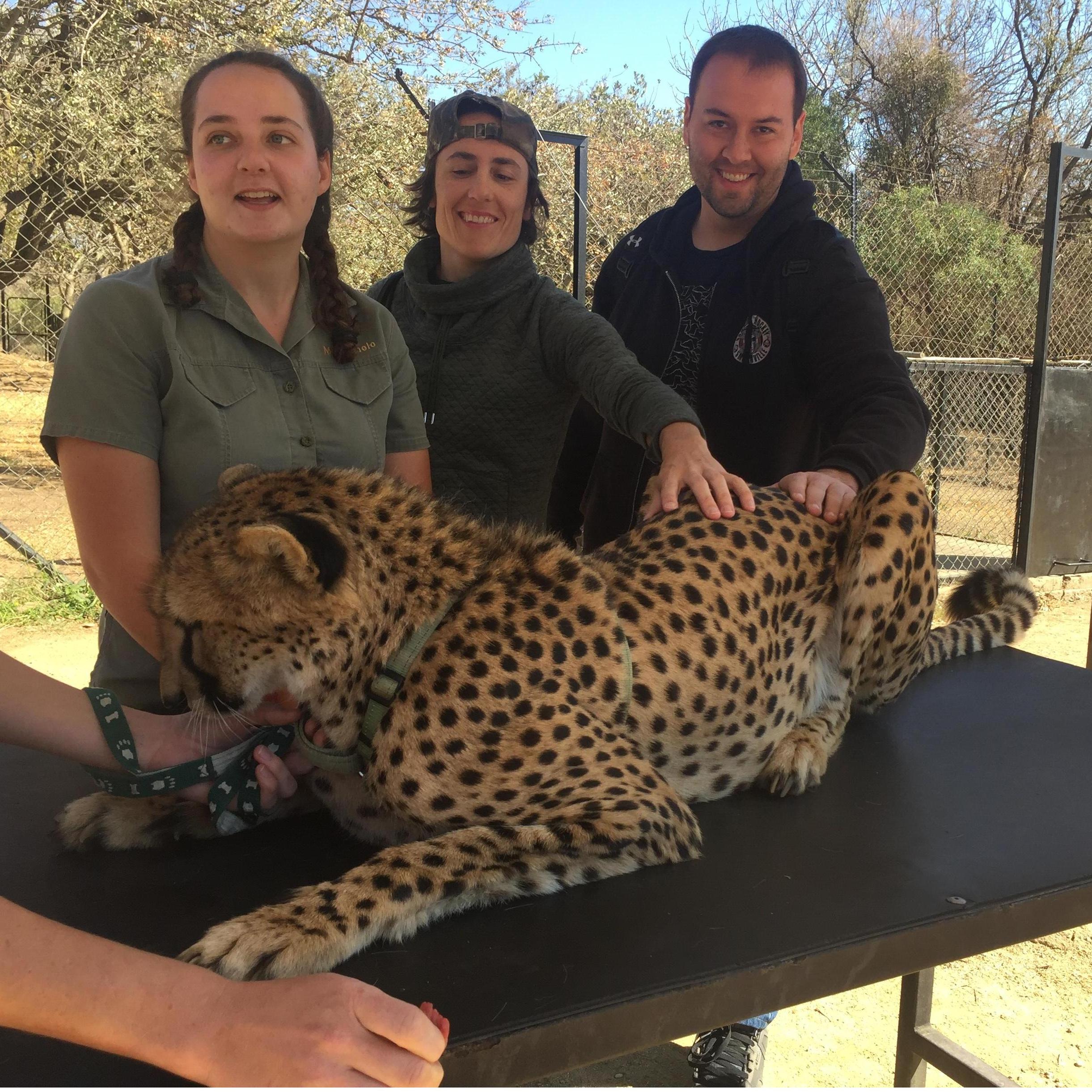 Petting a Cheetah at an animal rehabilitation center near The Kruger in South Africa.