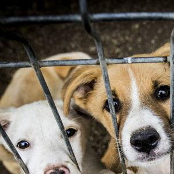 Animal Shelters