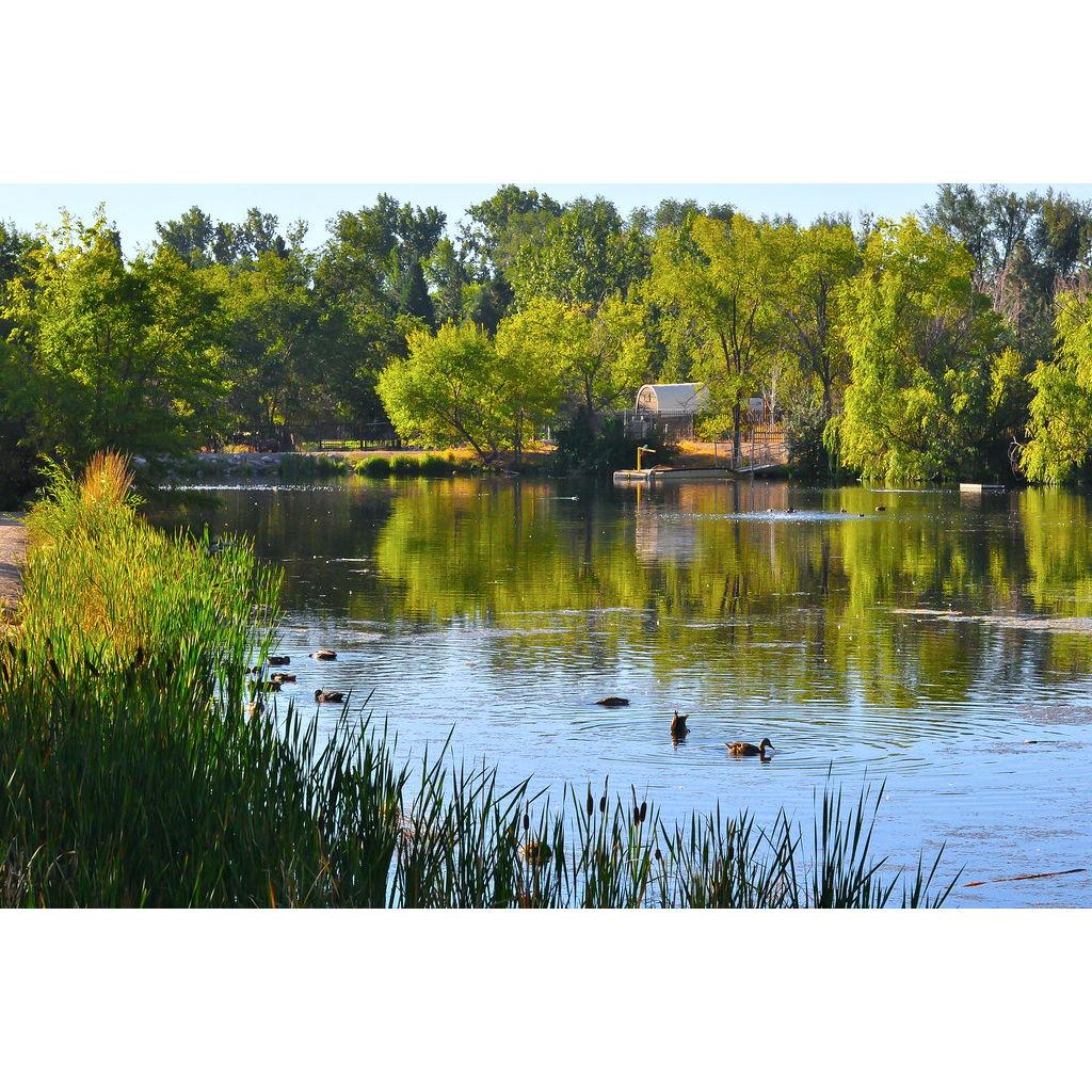 One of our favorite places - the pond at Rancho San Rafael.