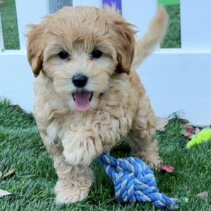 Our New Puppy