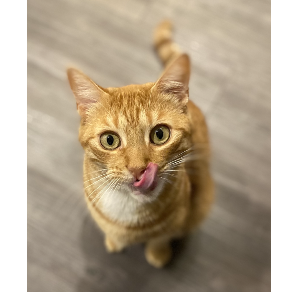 Our baby Tyrion!