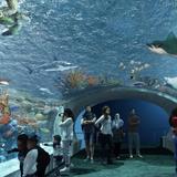 Shedd Aquarium