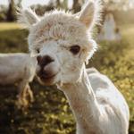 Kensington Prairie Farm