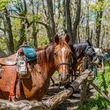 Cataloochee Ranch