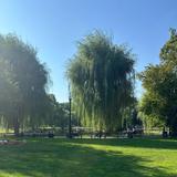 Boston Common