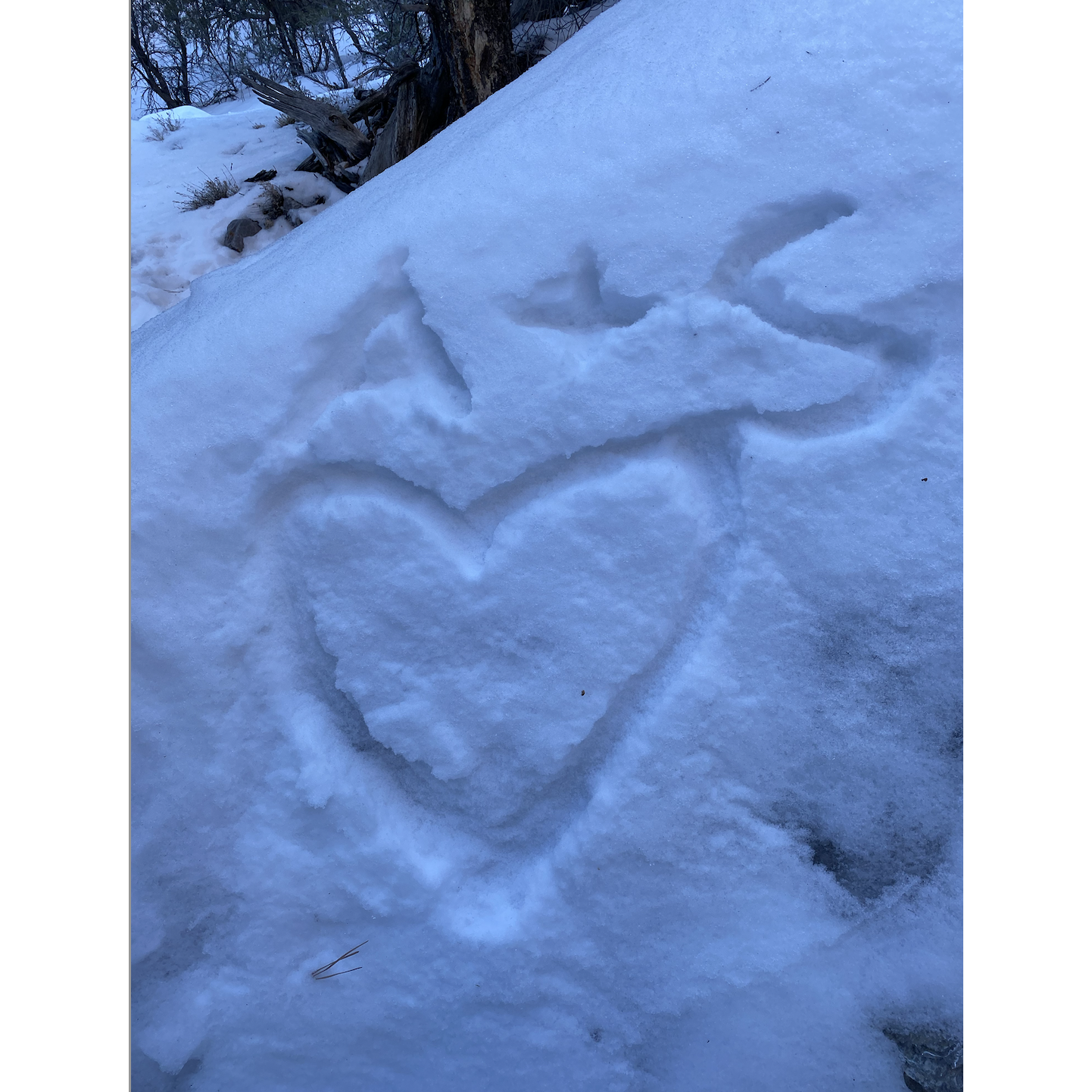 We were so excited to see snow at Mt. Charleston!