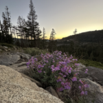 Donner Summit Hike