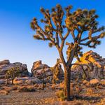 Joshua Tree National Park