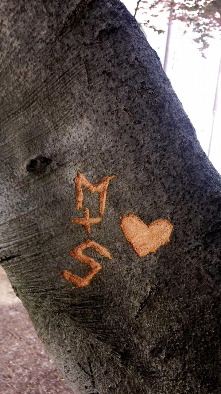 We carved our initials into a tree on Ball State's campus. We went back to Ball State to have engagement pictures taken under this exact tree.